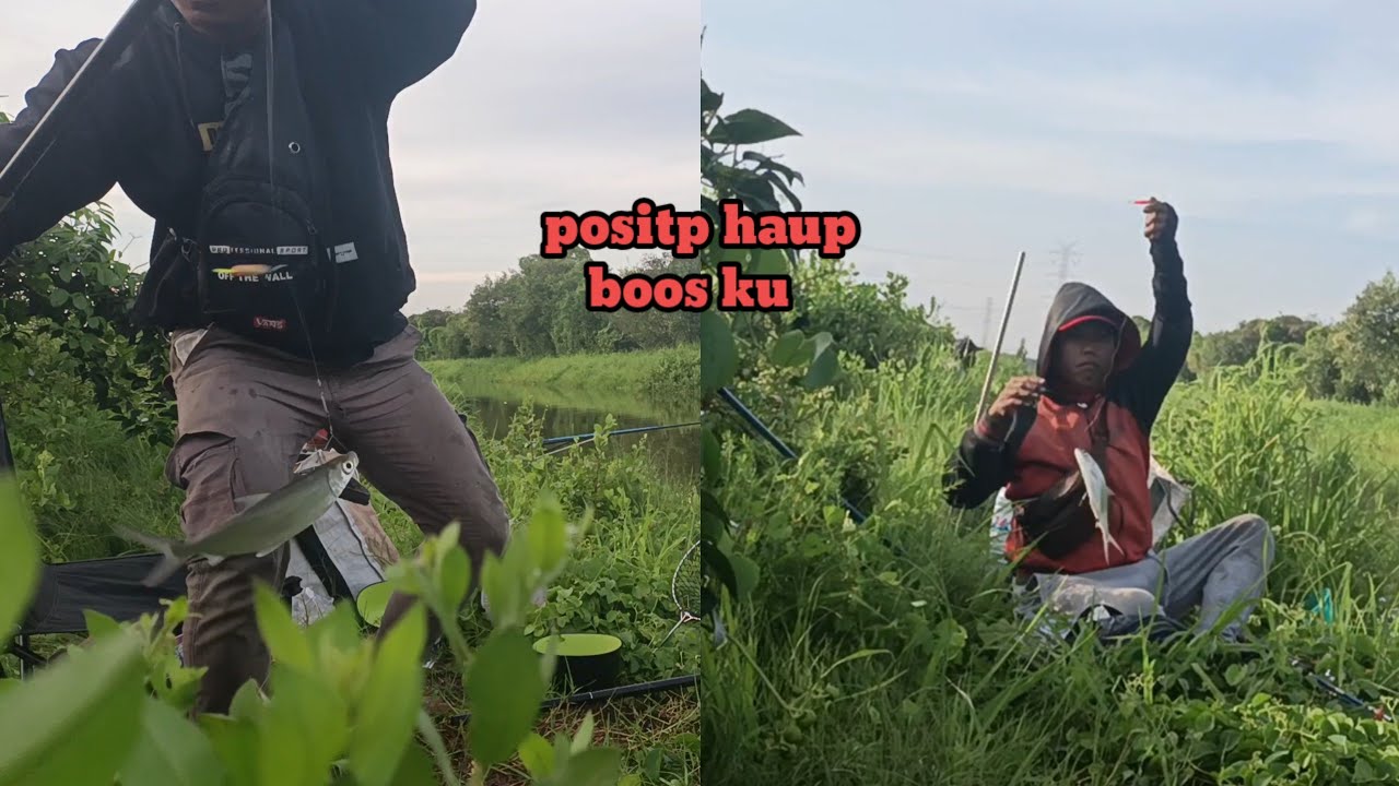 Mancing ikan bandeng pake umpan andalan hasil nya memuas kan 
