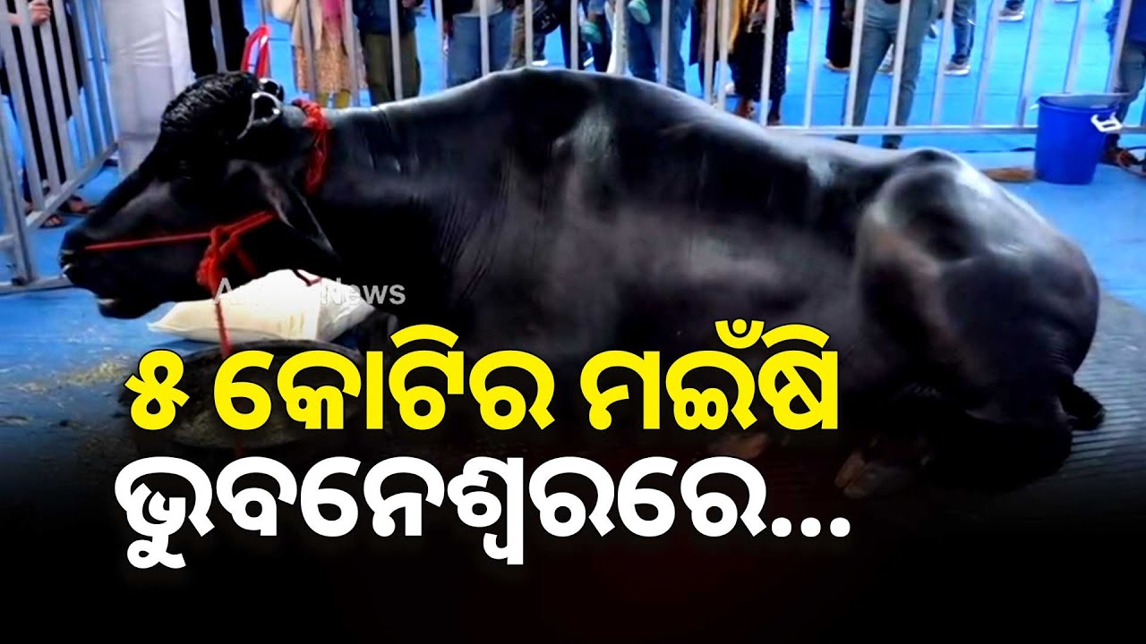 ୫ କୋଟିର ମଇଁଷି ଭୁବନେଶ୍ବରରେ... | 5 Crore Rupees Buffalo | Animal | Bhubaneswar | Argus News