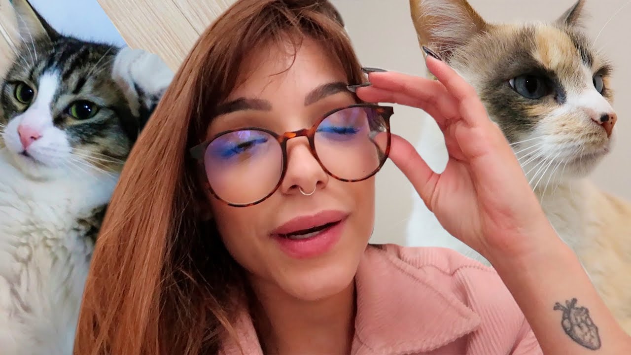 como é viver com 4 GATOS em UM APARTAMENTO PEQUENO