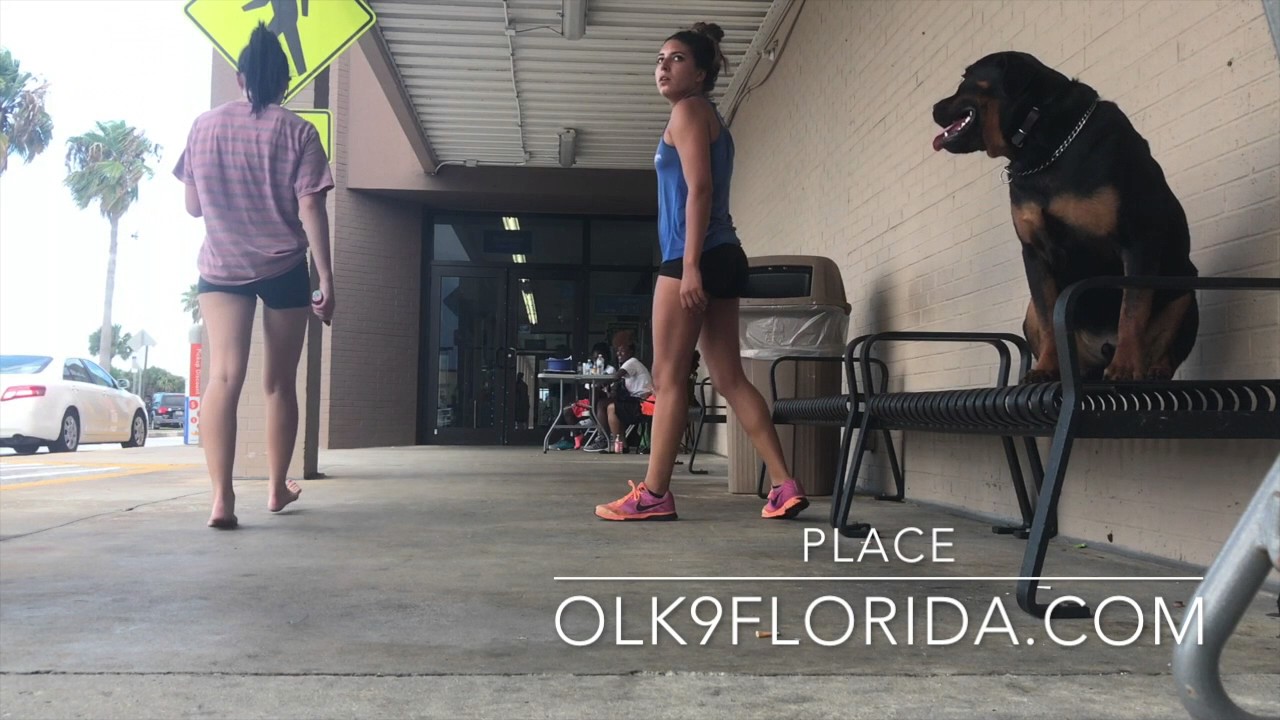 1 1/2 Rottweiler 