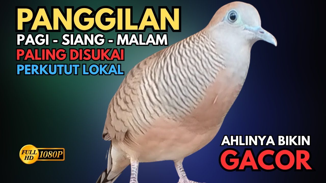 Perkutut Lokal Gacor Suara Lantang Paling Ampuh Untuk Pancingan Burung Perkutut Agar Bunyi V34