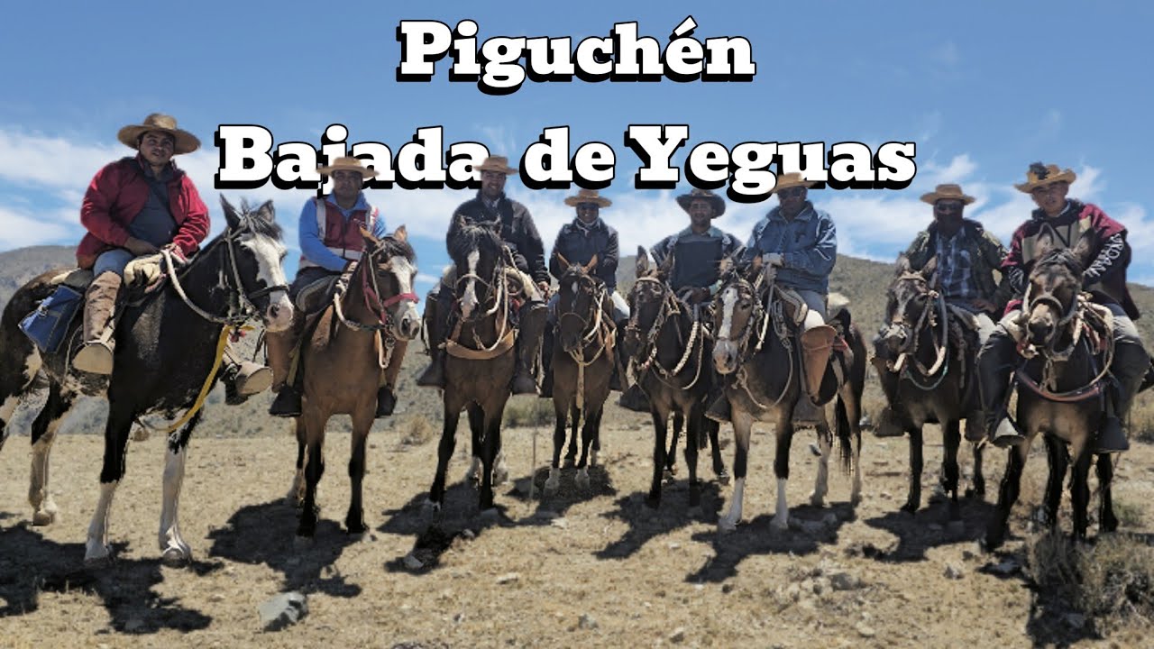 Como es una Bajada de más de 500 caballos Yeguas y potrillos en la cordillera de Valparaíso Piguchén