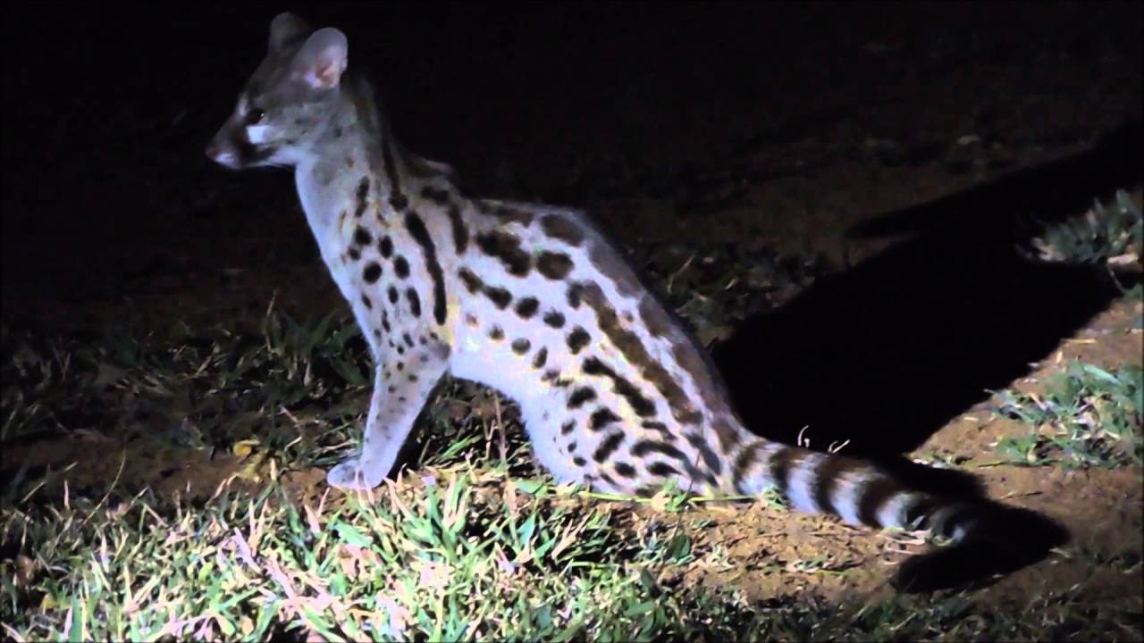 Large spotted Genet