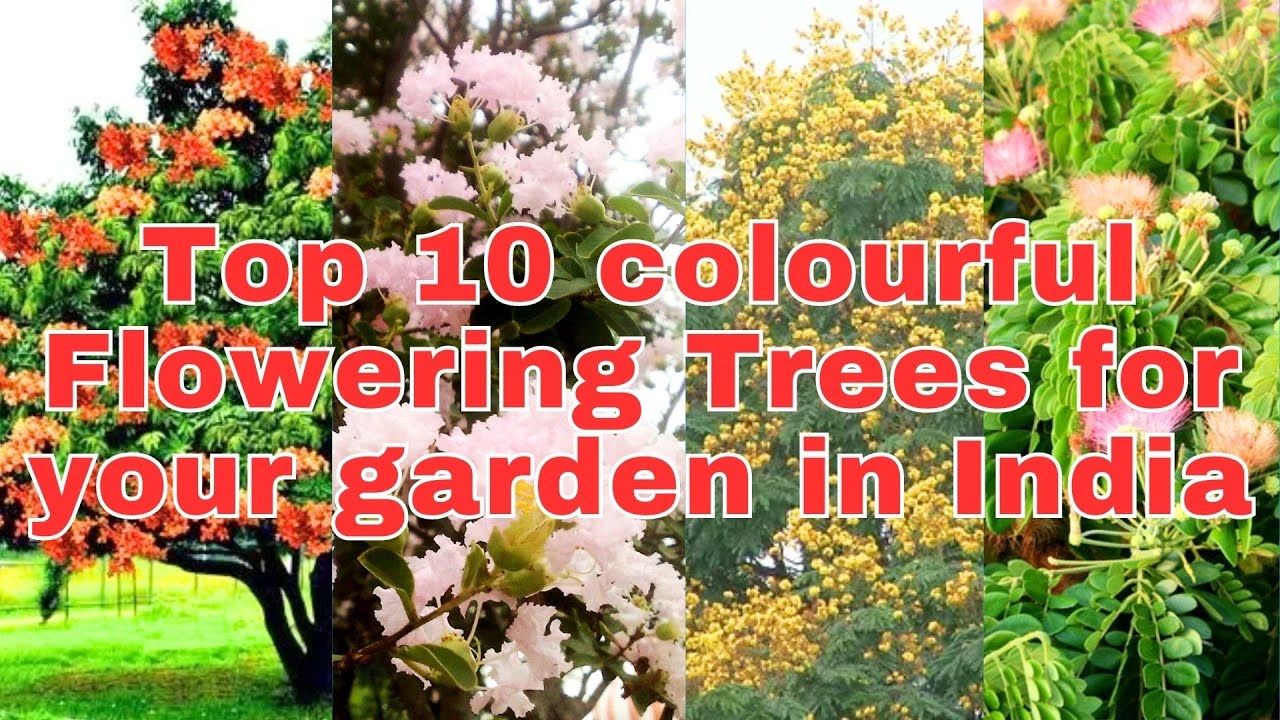 Top 10 colourful Flowering Trees for your garden in India