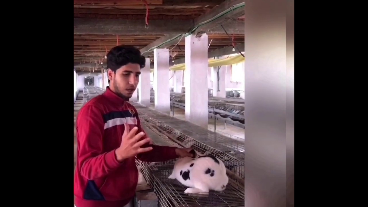 ڤيديو (٥) جس الأرانب ومعاملة ما بعد الجس🐇