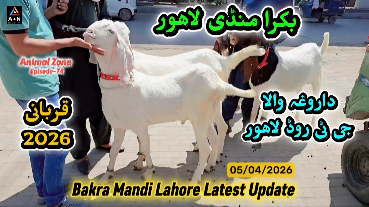 Bakra Mandi Lahore (Pakistan Mint Daroghawala G.T Road Lahore) Latest Update 05/04/2026 Qurbani 2026