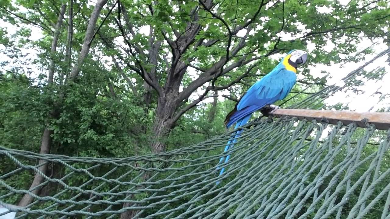 Rachel the macaw talking on the hammock