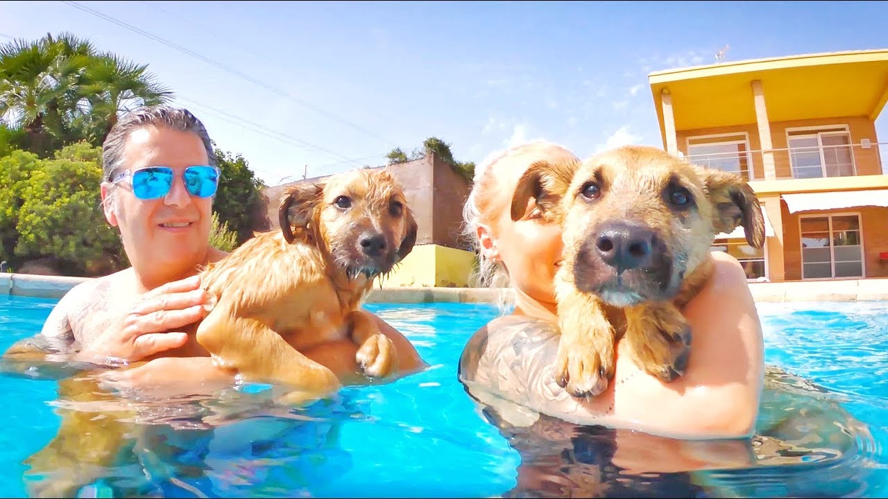 LIBERAMOS A DOS PERRITOS MALTRATADOS Y LES ENSEÑAMOS A NADAR !