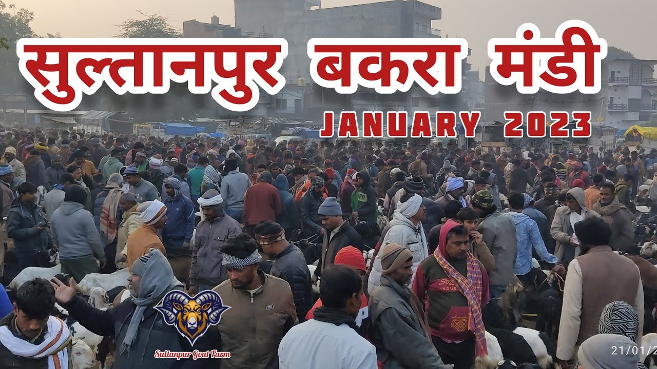 सुल्तानपुर बकरा मंडी January 2023 #bakramandi #bakripalan #goatfarming