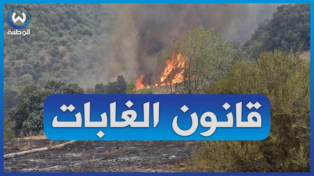 صدور قانون الغابات في الجريدة الرسمية بإجراءات صارمة