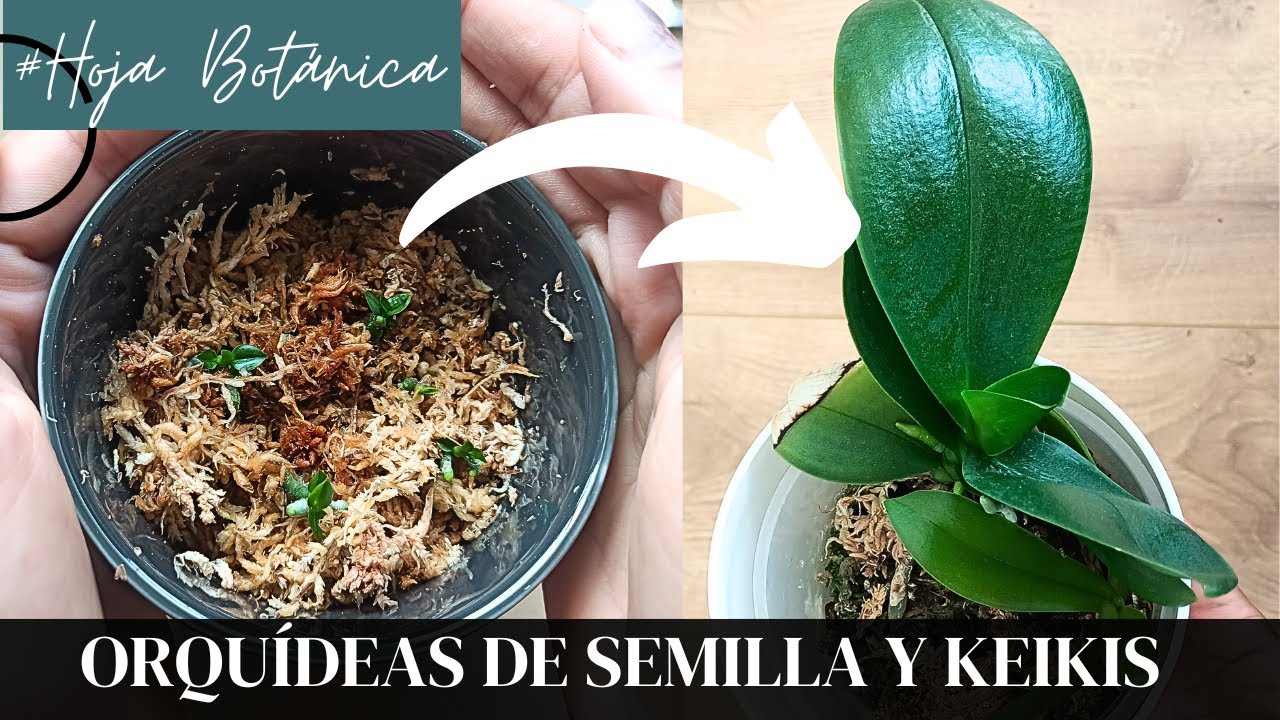 Como cultivar ORQUIDEAS de SEMILLA y KEIKIS (hijuelos)