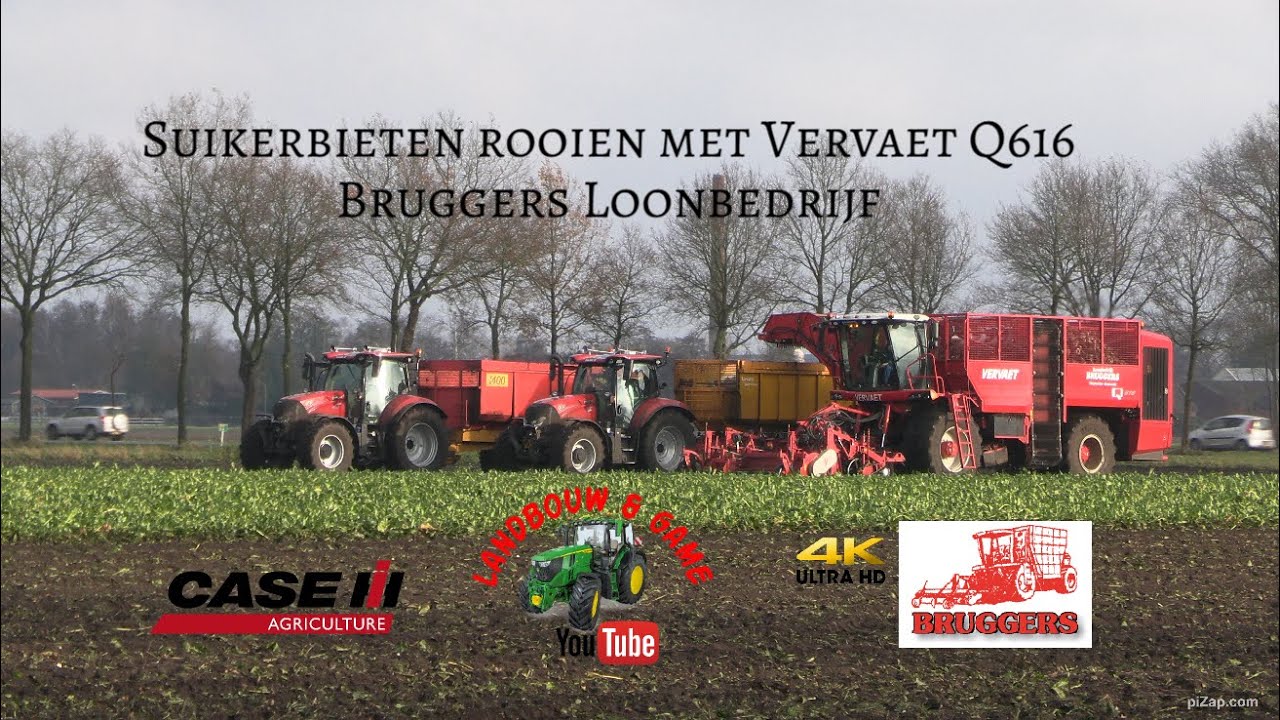 loonbedrijf bruggers bieten rooien Vervaet Q616 transport case 145 / 134 #oostgroningen #farmers  4k