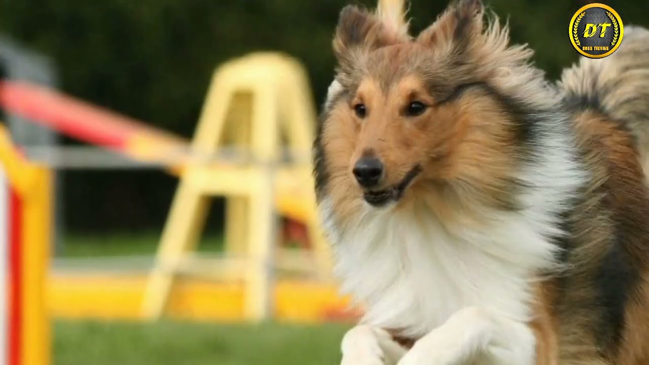 Dog Training Secrets 🐕 | Jean Donaldson&rsquo;s 3 Principles That Transform Your Dog&rsquo;s Behavior