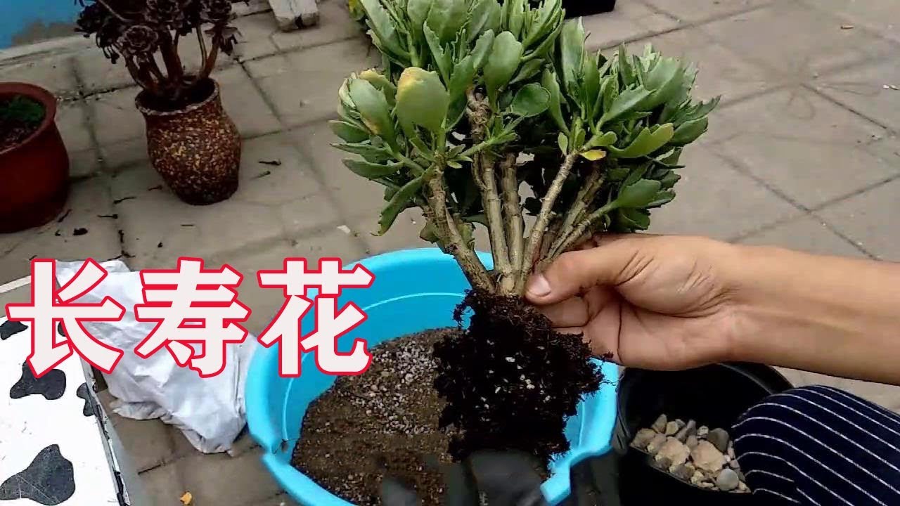 【養養養花花花】長壽花黃葉長氣根，這是根系全爛了，換盆加點料，10天又爆盆