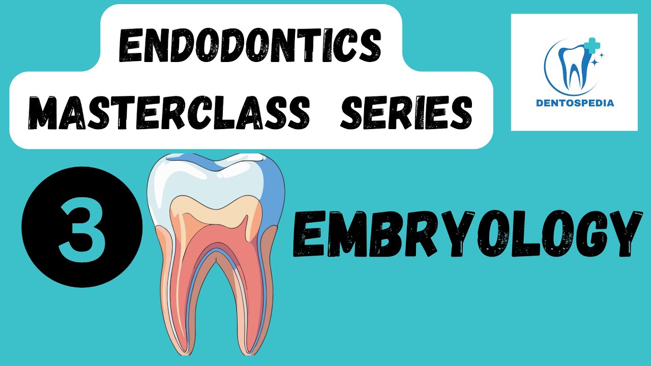 ENDO 3 Embryology of the Dental Pulp & Periradicular Tissues | Endodontics Masterclass | Dentospedia
