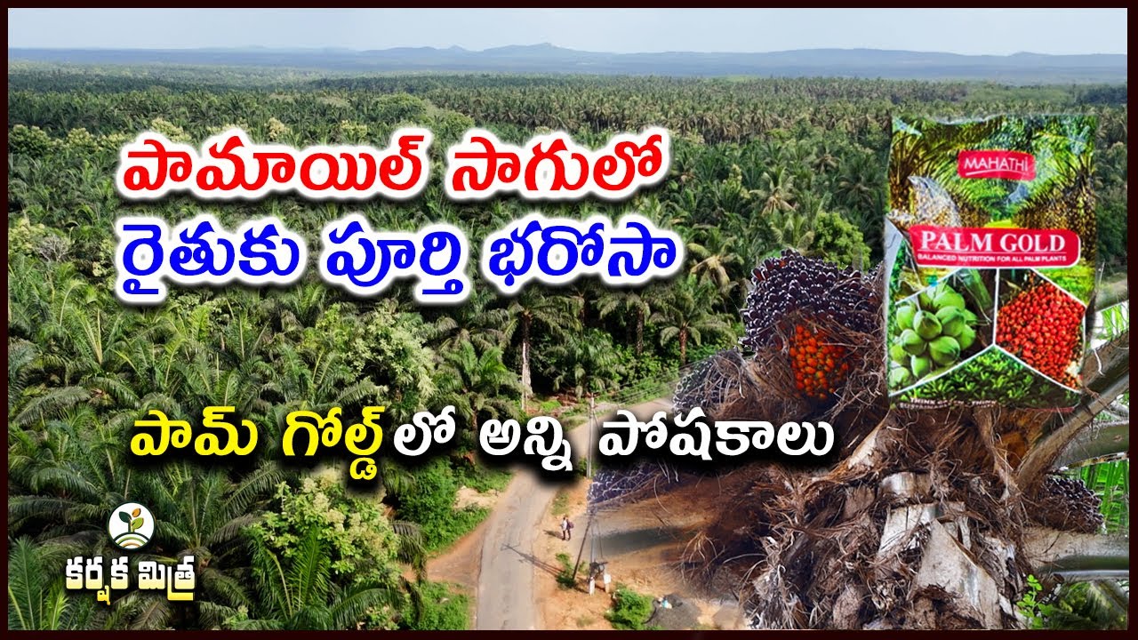 పామాయిల్ సాగుతో మెట్ట రైతుకు పూర్తి భరోసా || Success Story of Oil Palm Farmers || Karshaka Mitra
