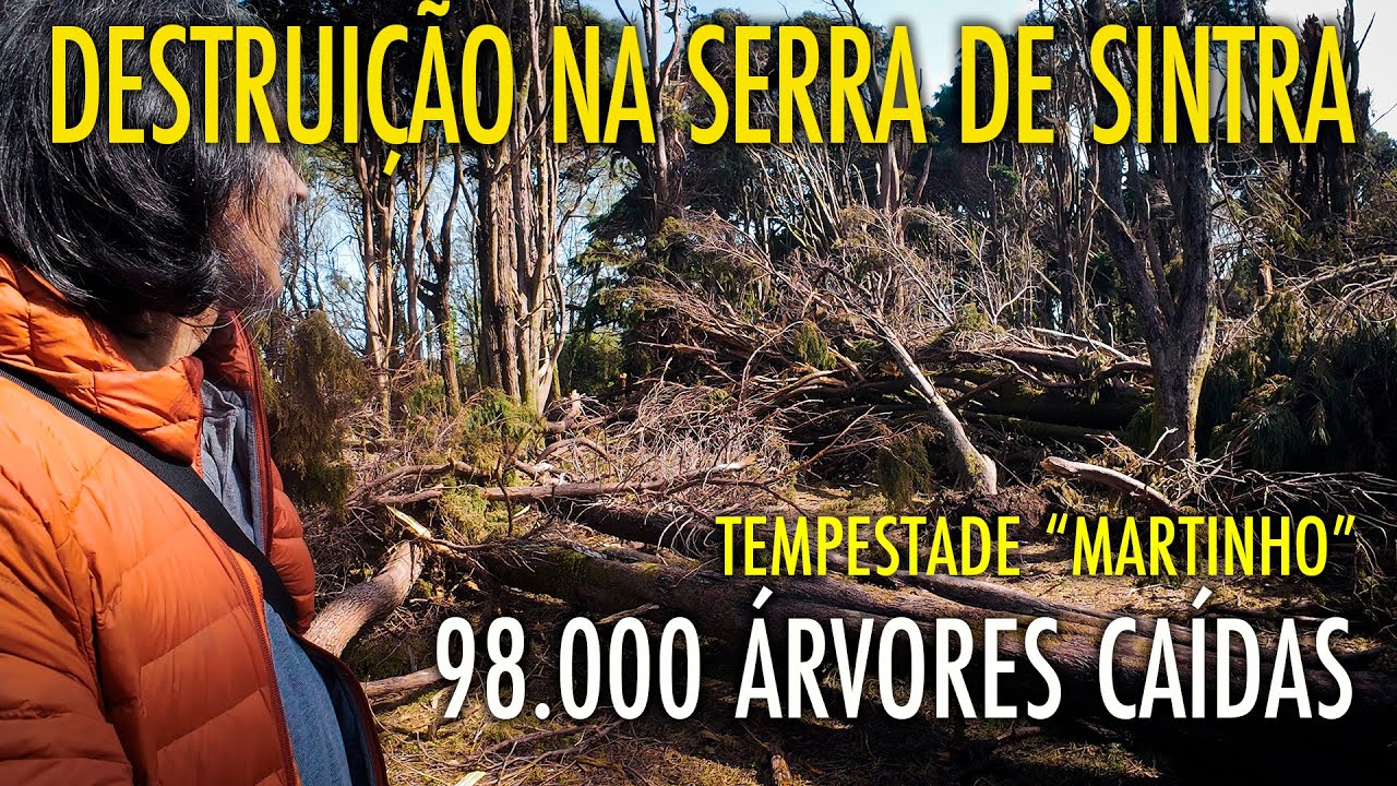 SERRA DE SINTRA EM RUÍNAS | 98 MIL ÁRVORES CAÍDAS