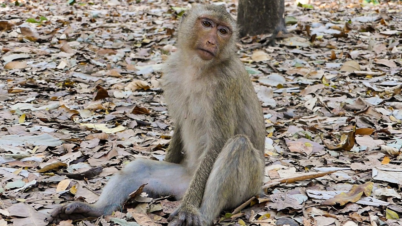 Nature at ease |Monkey Rainbow is tired not like she hungry but might be early pregnant