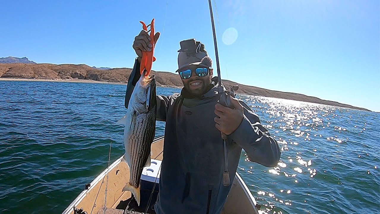 Lake Mohave Striped Bass BOILS!! 2022