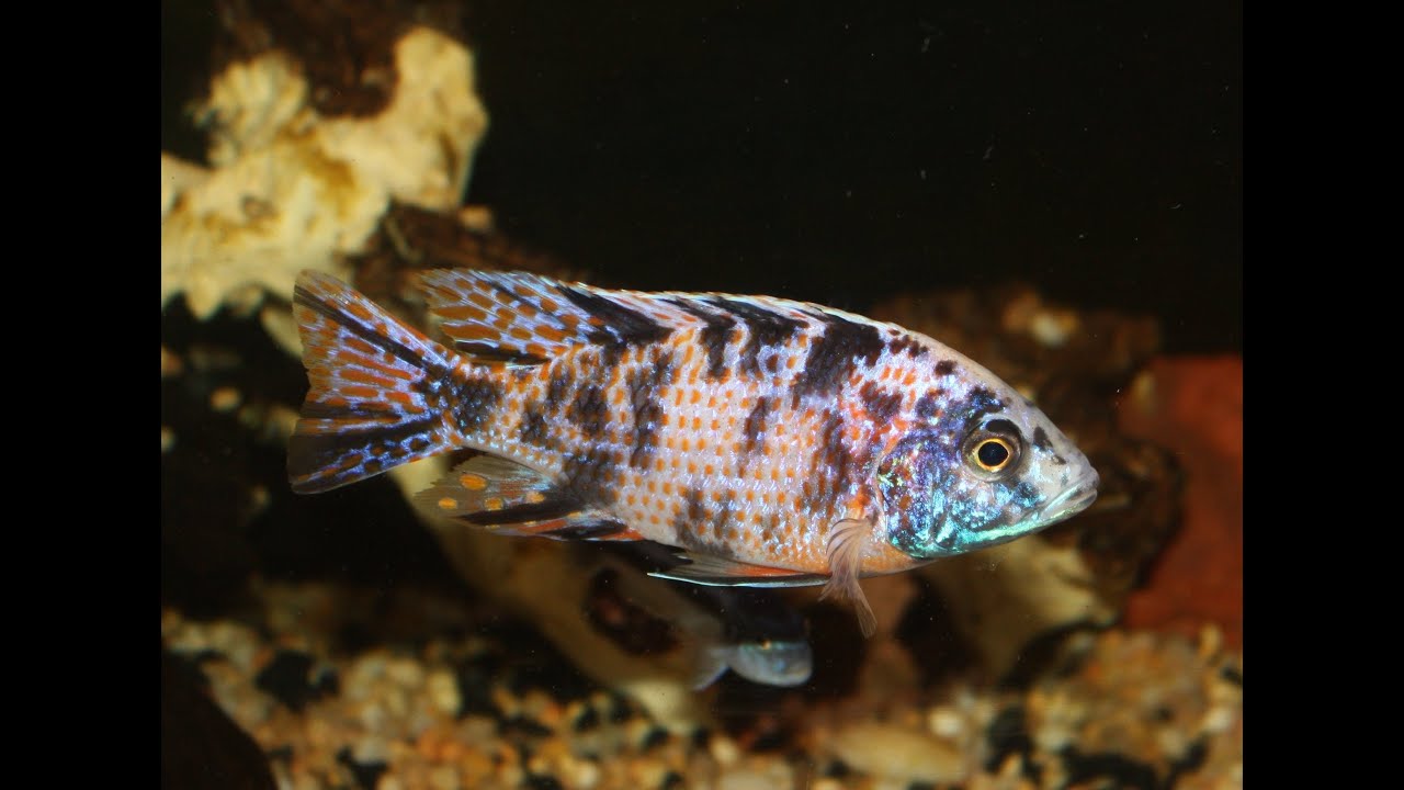 AFRICAN CICHLID HYBRIDS, LOVE EM OR HATE EM???