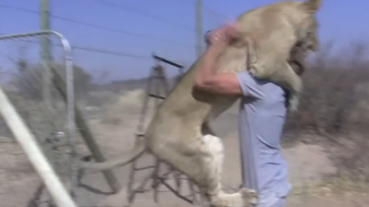 Lioness Befriends Trainer | Adorable Friendship