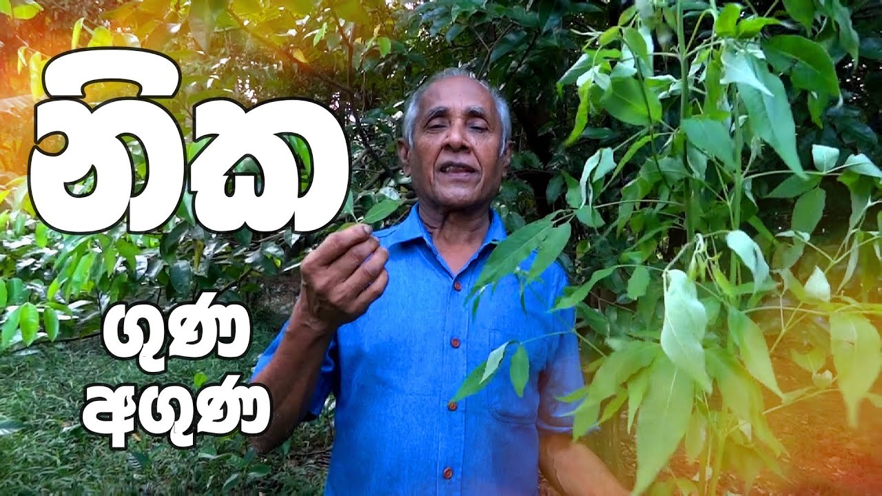 නික ගුණ වරුණ . සෙම් රෝග සහ වේදනා සමනයට. Health benefits of Nika.