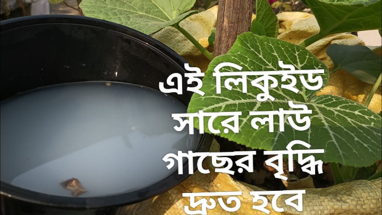 এই লিকুইড সার দিলে লাউ গাছ দ্রুত গতিতে বাড়বে | লিকুইড সার লাউ গাছের 