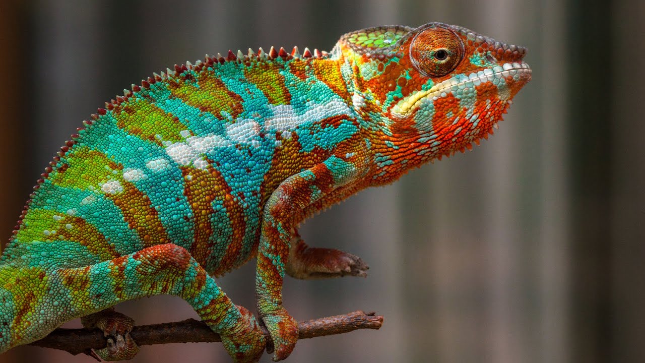 Coloured Creatures: Secret Warning or Illusion?