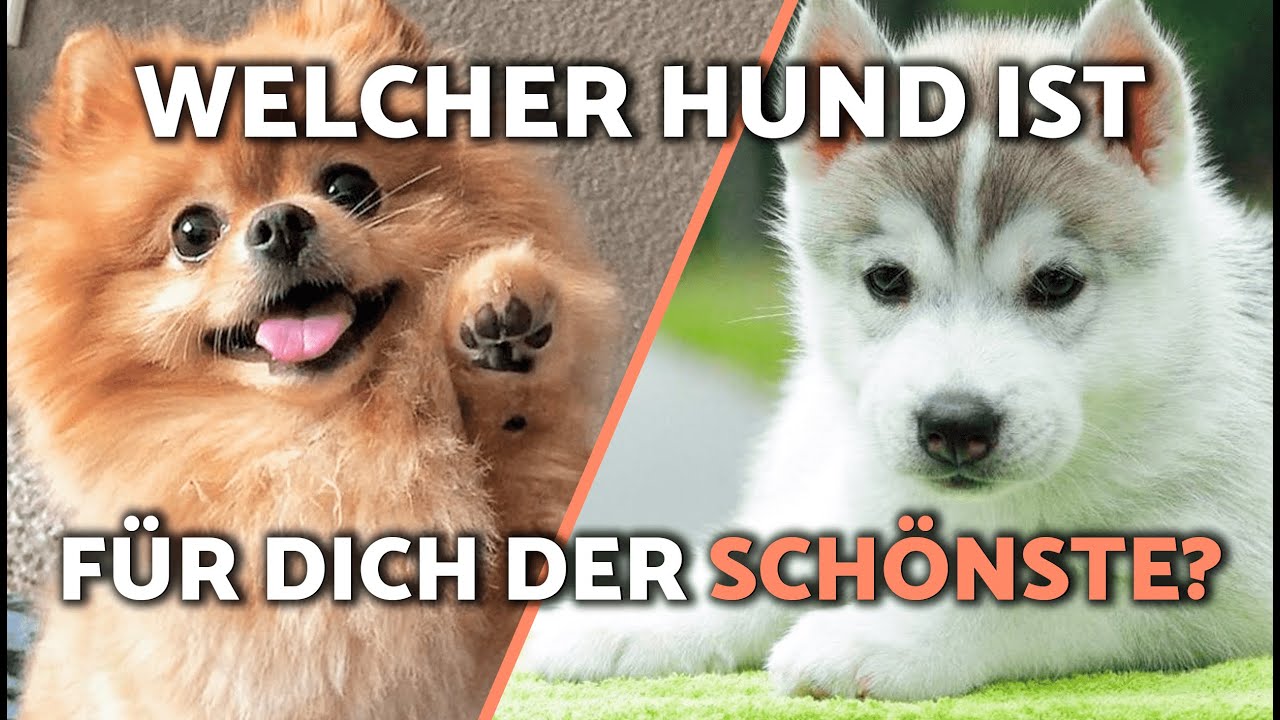Die 10 SCH&Ouml;NSTEN HUNDE der Welt 🐶✨