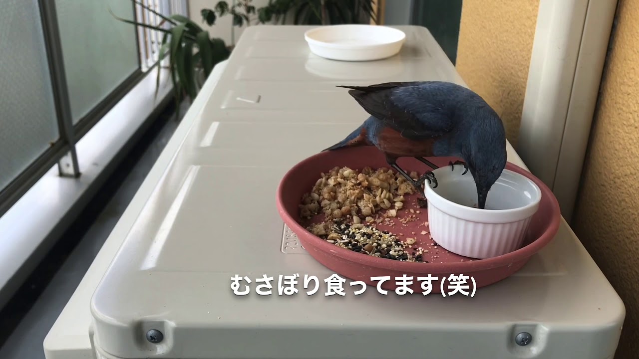 【イソヒヨドリ日記】2020年5月24日