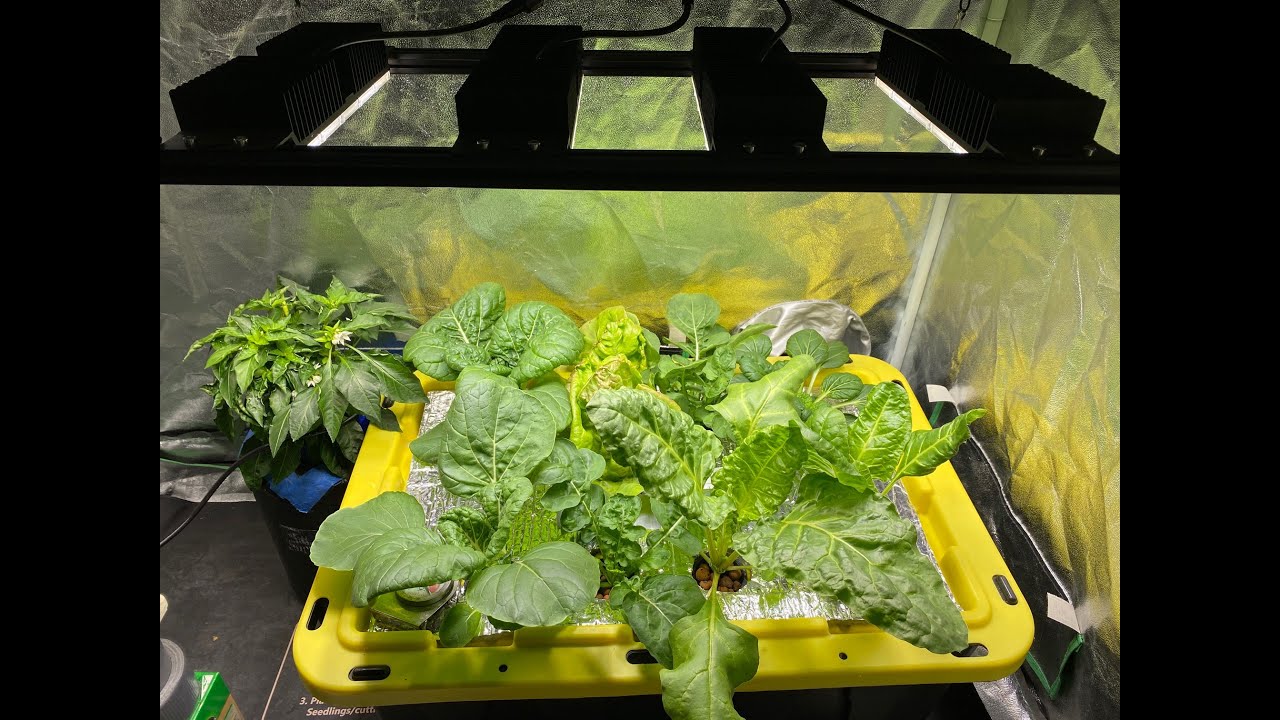 Hydroponic So Easy Anyone Can Do It And Get Amazing Results