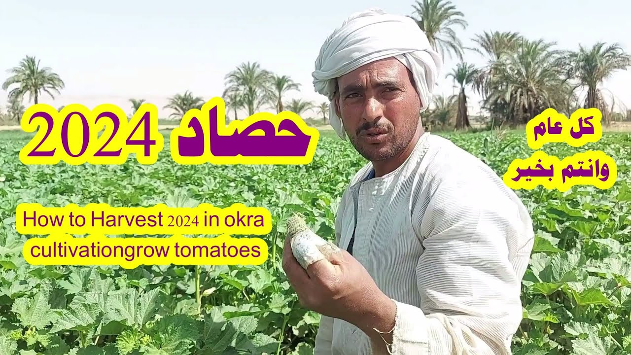 حصاد 2024 في زراعة البامية