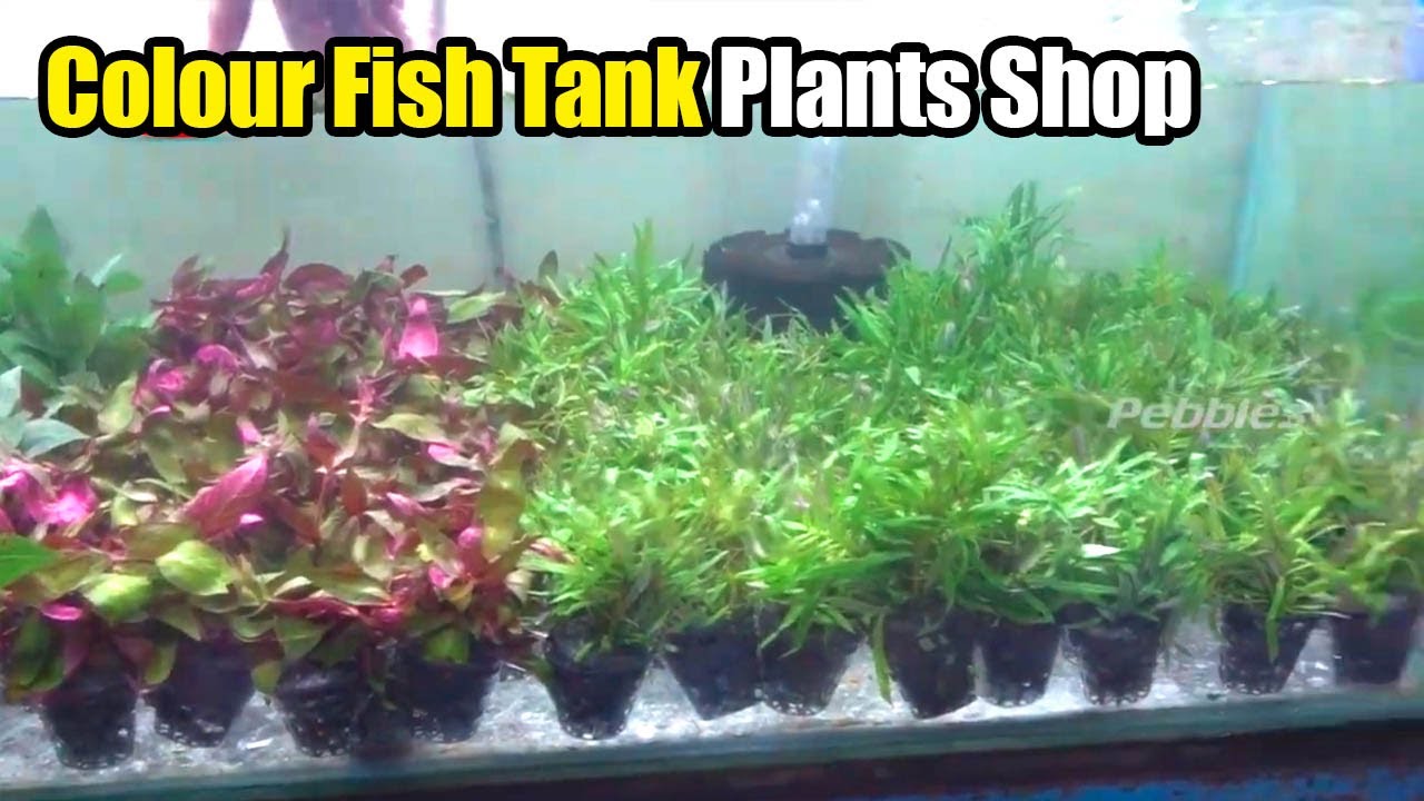 Aquatic Plants wholesale and retail | Colour Fish Tank Plants decoration shop in kolathur