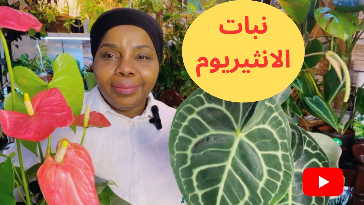 كيف وشلون رعاية نبات الانثيريوم | سهلة جداً