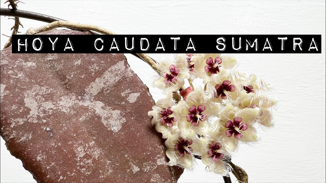 Hoya Caudata Sumatra Timelapse | Sjplants