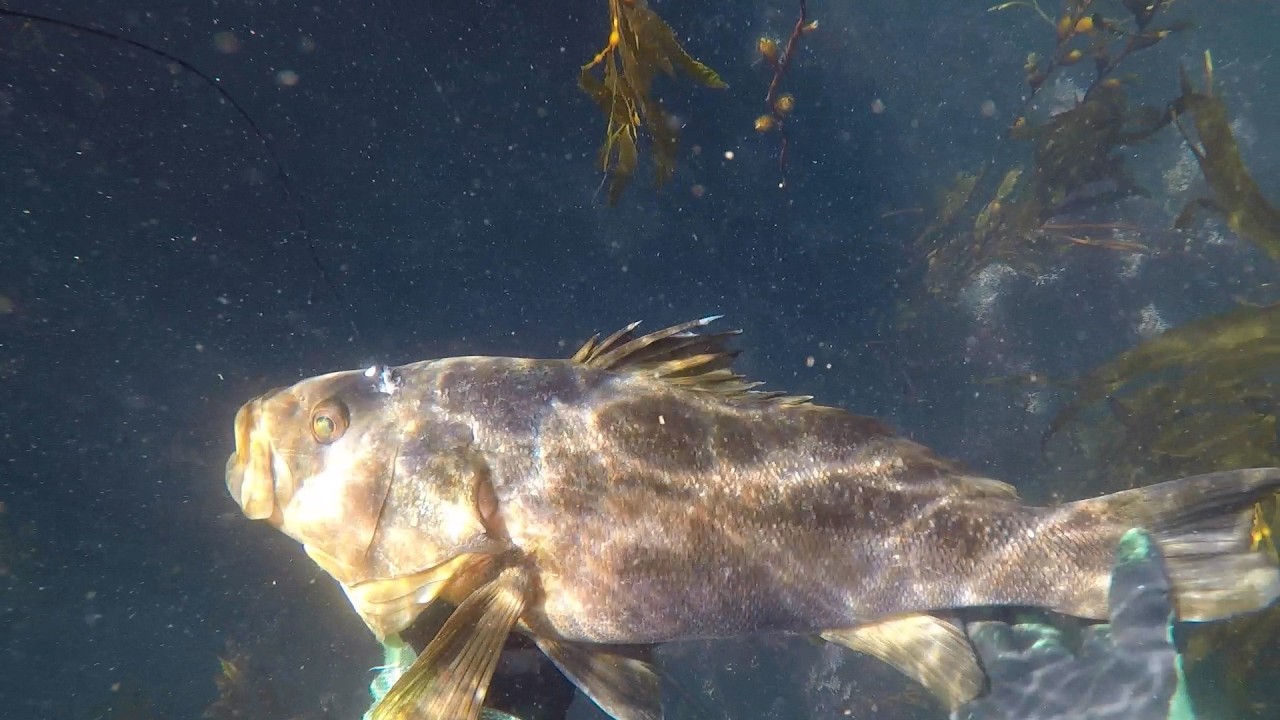 Southern California Reef Spearfishing