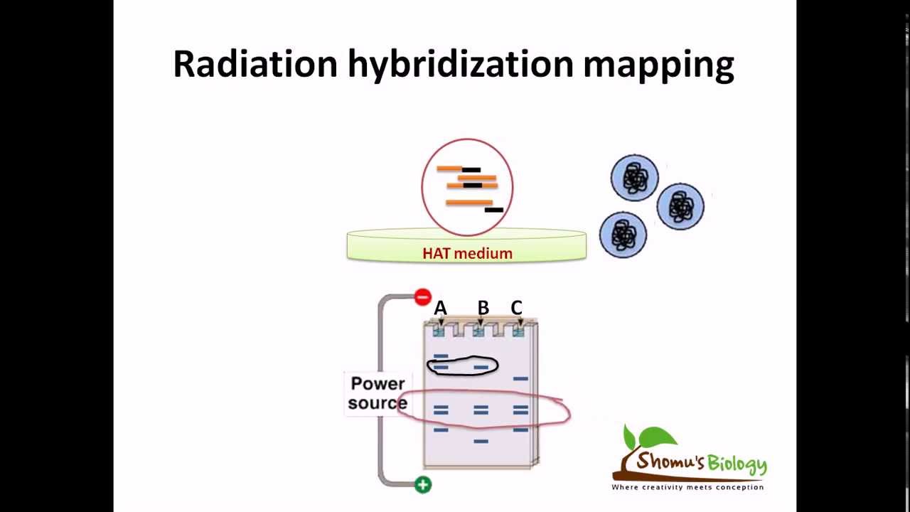 Radiation hybridization mapping