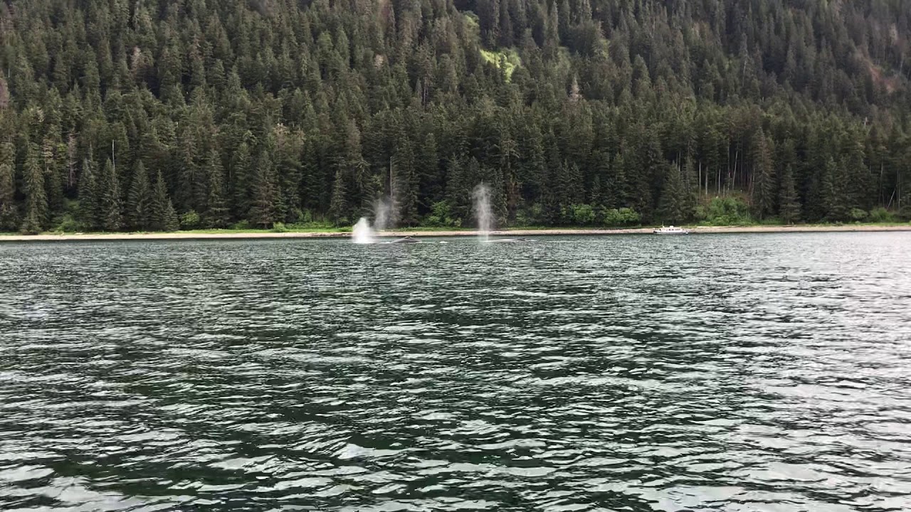 Hoonah Whale Tours 6/1/18