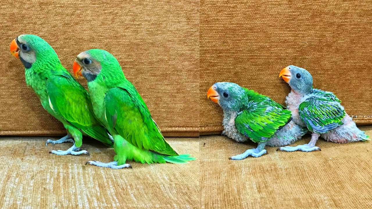 বিক্রীত | Sold: ২ জোড়া মদনা টিয়া বা তোতা পাখির বাচ্চা | সুস্থ-সবল পাখি | পেটস | Pets