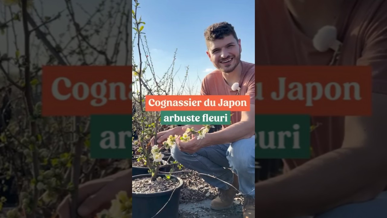 Le Cognassier &agrave; fleurs - Chaenomeles japonica : arbuste fleuri d&egrave;s f&eacute;vrier