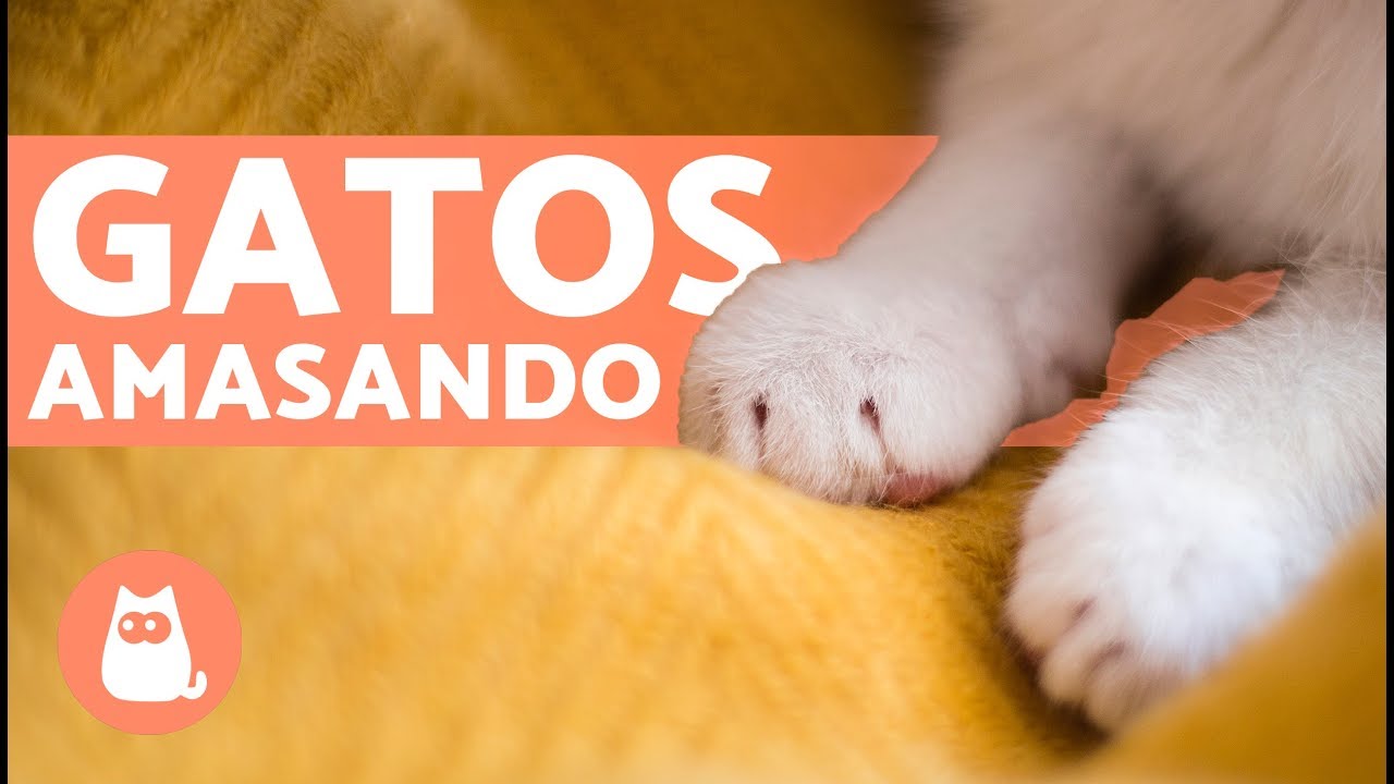 Gatos amasando 🐱 POR QU&Eacute; LOS GATOS AMASAN