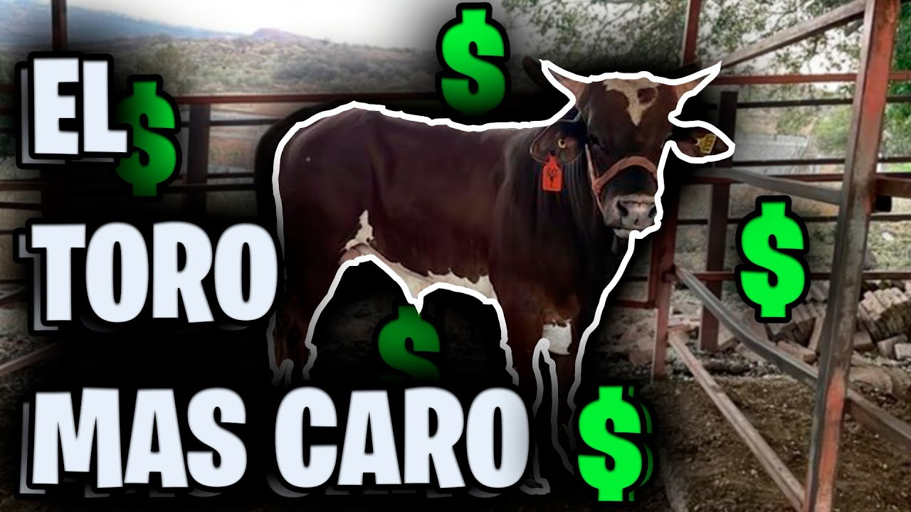VENDI MI MEJOR TORO A RANCHO EL OLIMPO || CHITIN VENEGAS
