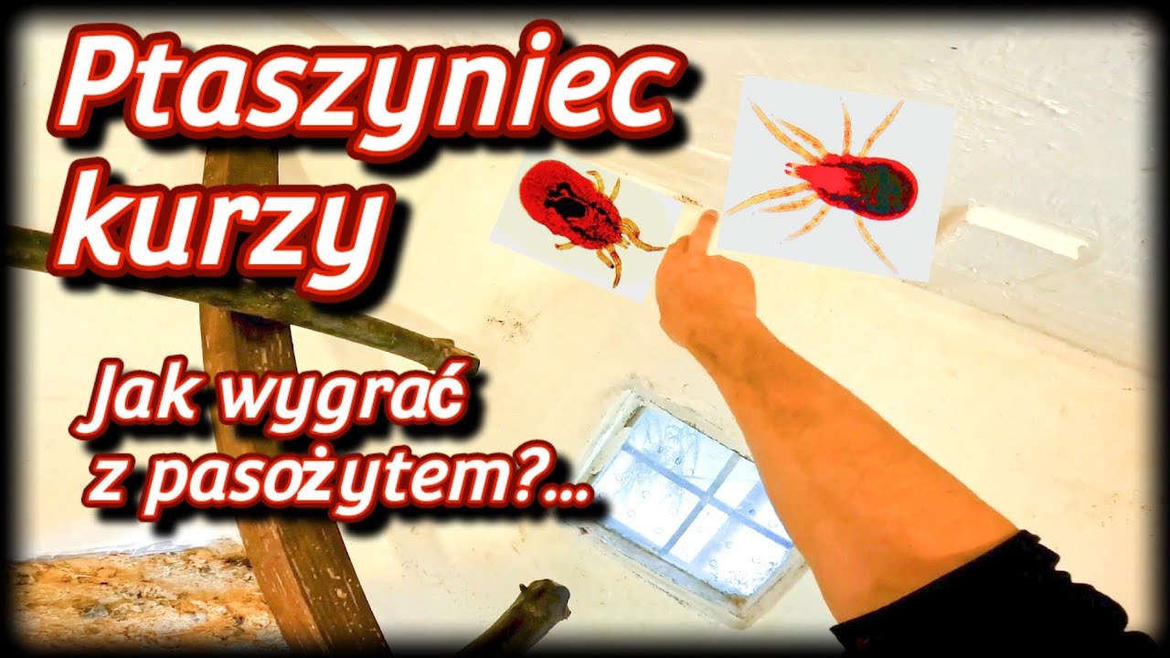 #Kurnik 🐓 Jak wygrać walkę z ptaszyńcem 🕷🪲 Ptaszyniec kurzy | Pasożyty w kurniku
