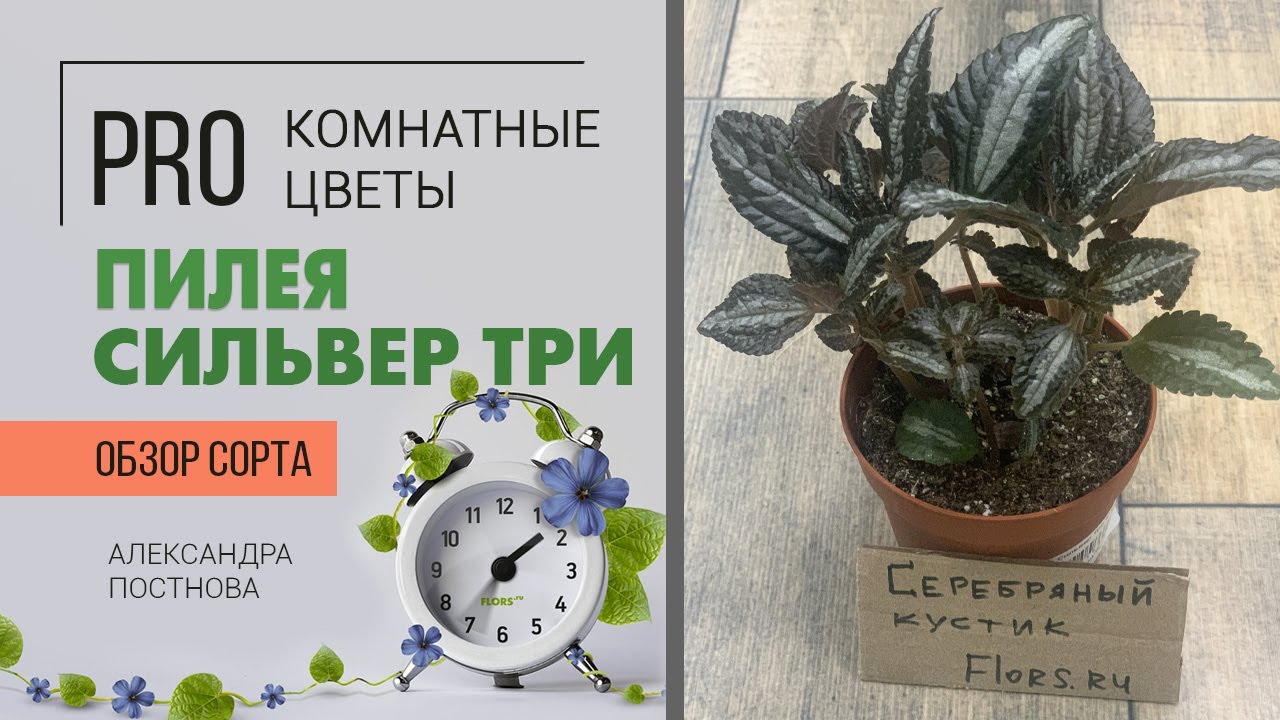 Пилея Сильвер Три - неприхотливое комнатное растение | Любовь с первого взгляда |Серебряное чудо.