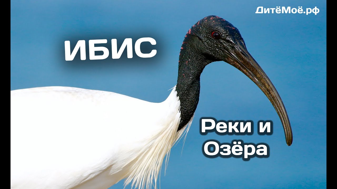 Ибис. Энциклопедия для детей про животных. Реки и Озера