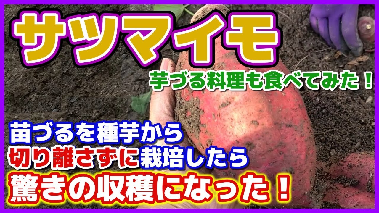 【サツマイモ】苗づるを種芋から切り離さずに栽培したら驚きの収穫になった！芋づる料理も食べてみた！　さつまいも栽培／さつま芋実験／水平植え／船底植え／芋付き植え／家庭菜園