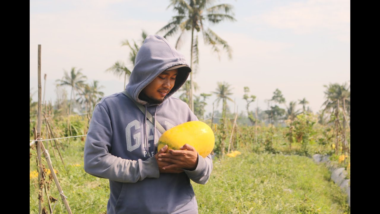 PETANI INI GA MENYERAH MESKI PERNAH RUGI RATUSAN JUTA!
