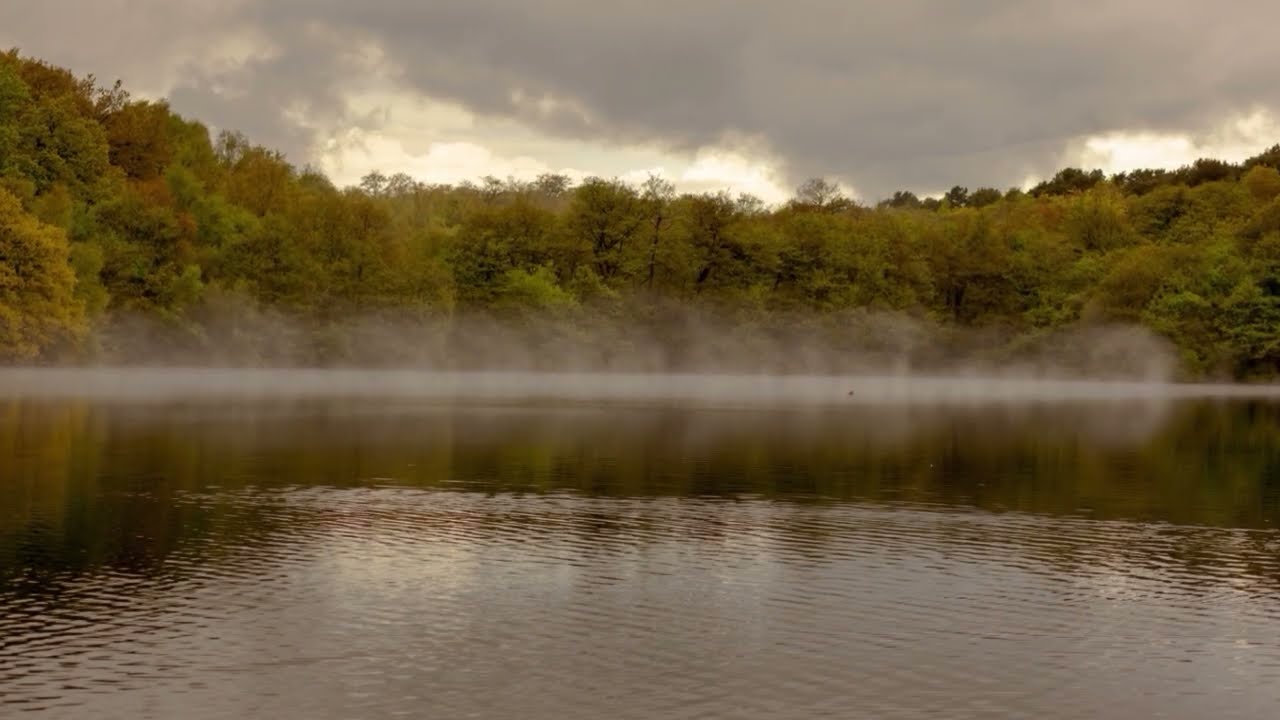 The Mist / Talking trees / weather phenomenon smog  / Landscape photography