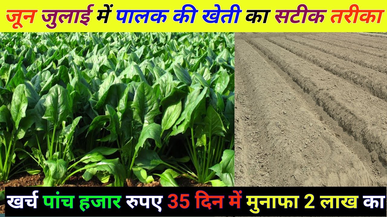 जून जुलाई में पालक की खेती कैसे करें | गर्मी में पालक की खेती | palak ki kheti kaise karen