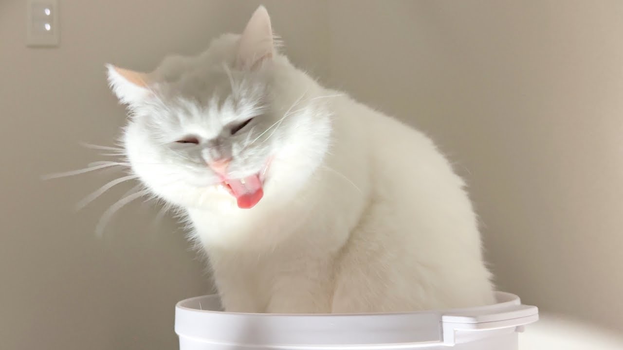 何もない日の、ねこべやの一日